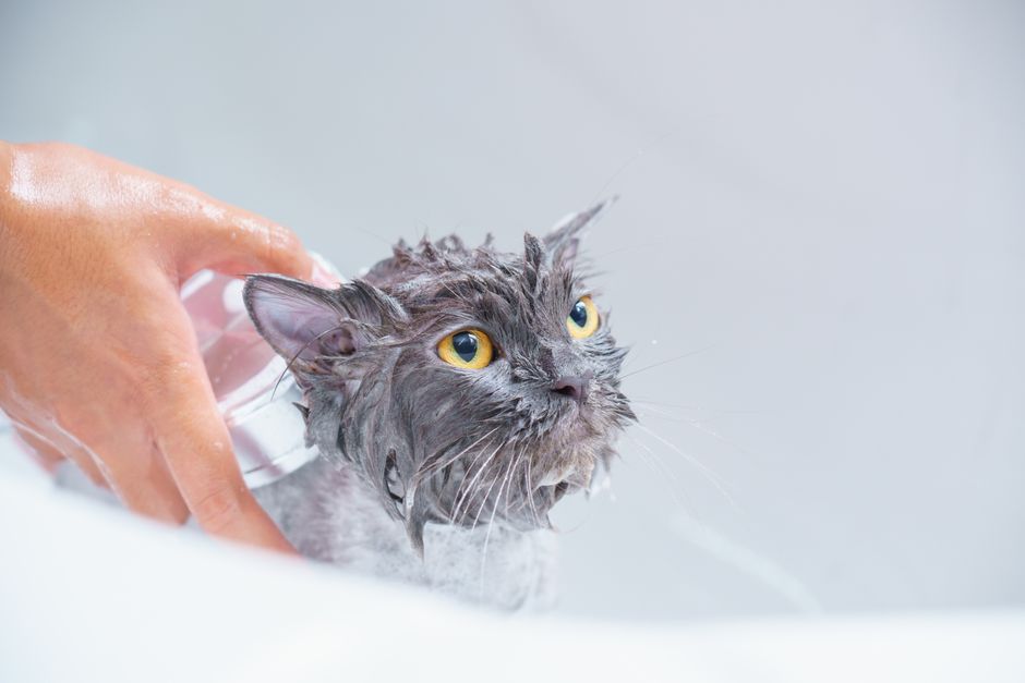 A grey cat with yellow eyes being bathed gently by a hand in a close-up view.
