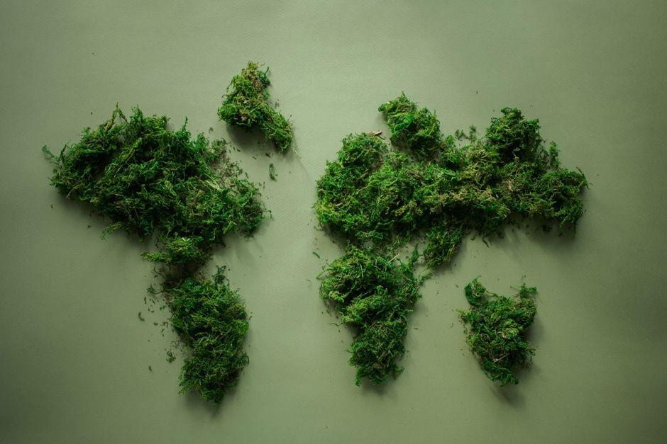 Creative arranged green world continents made of natural dense fresh verdant plants placed on green background in modern light studio